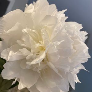 Meet your Posher, Ella